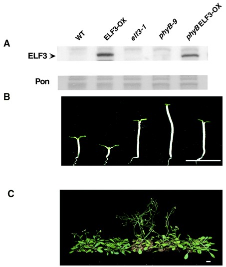 Image from ELF3 encodes a circadian clock-regulated nuclear protein that functions in an Arabidopsis PHYB signal transduction pathway