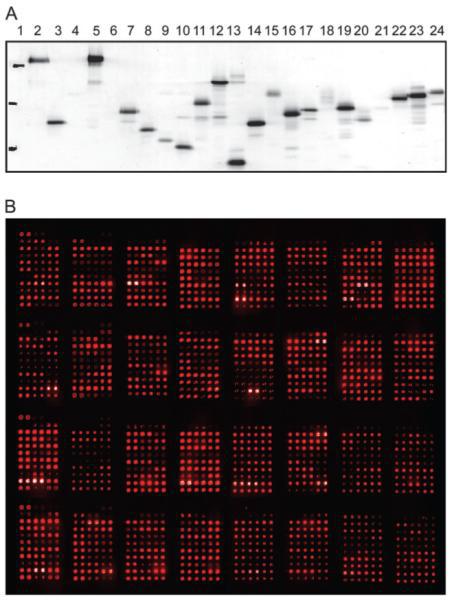 Image from The development of protein microarrays and their applications in DNA-protein and protein-protein interaction analyses of Arabidopsis transcription factors