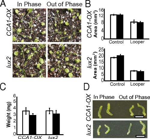 Image from Arabidopsis synchronizes jasmonate-mediated defense with insect circadian behavior