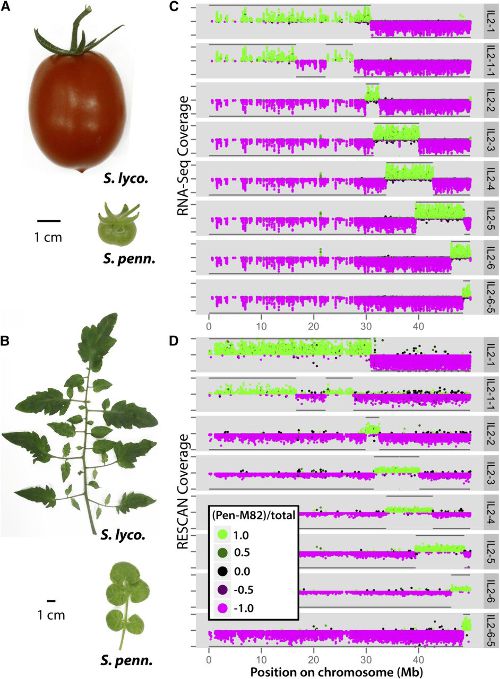 Image from A Quantitative Genetic Basis for Leaf Morphology in a Set of Precisely Defined Tomato Introgression Lines