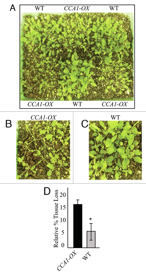 Image from Circadian control of jasmonates and salicylates: The clock role in plant defense
