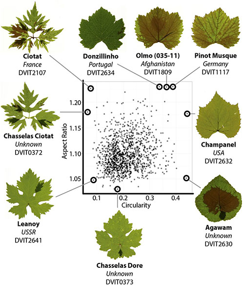 Image from A modern ampelography: a genetic basis for leaf shape and venation patterning in grape